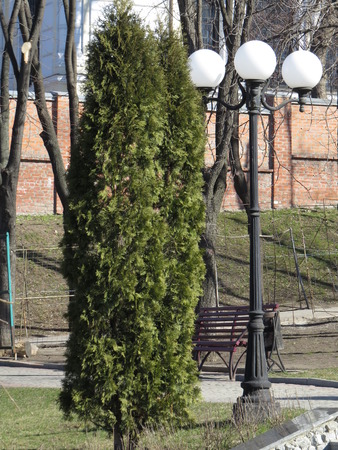 Thuja grows in the park near the sidewalk track.の写真素材
