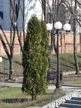 Thuja grows in the park near the sidewalk track.の写真素材