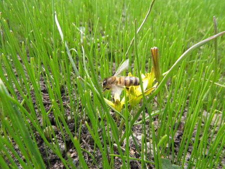 Yellow flower of gagea blooms in the spring in the park.の写真素材