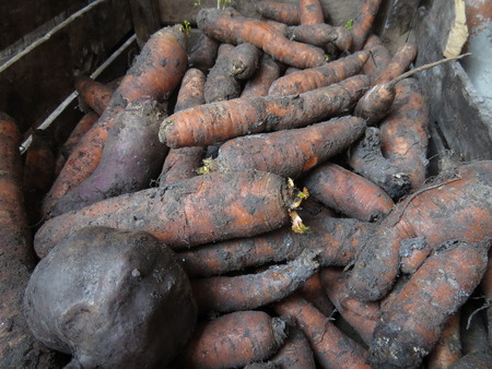 Set of unwashed vegetables in an old wooden box.の写真素材