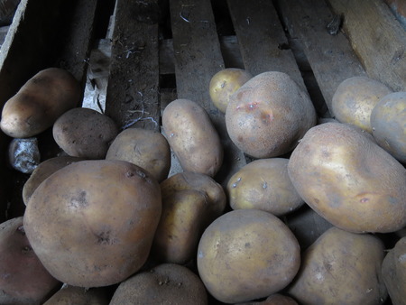 Several potatoes in an old wooden box.の写真素材
