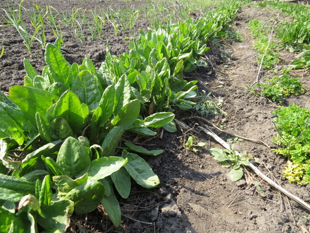 Green sorrel growing in the beds in the garden.の写真素材