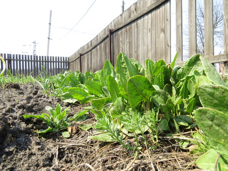 Green sorrel growing in the beds in the garden.の写真素材