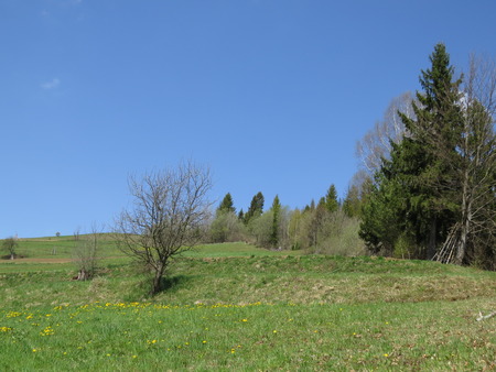 The slope of the Carpathian mountain valleys, where coniferous trees.の写真素材