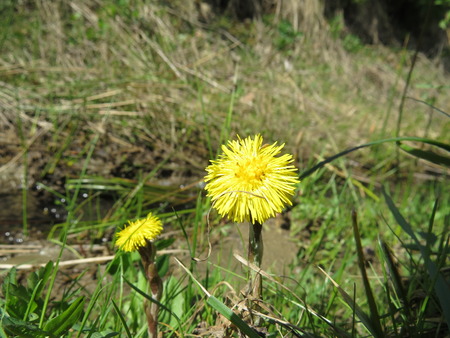 One flower of coltsfoot blossoming in the meadow.の写真素材