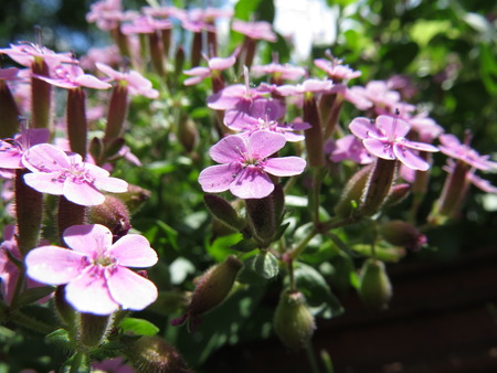 Wild flowers bloom on the forest meadow.の写真素材