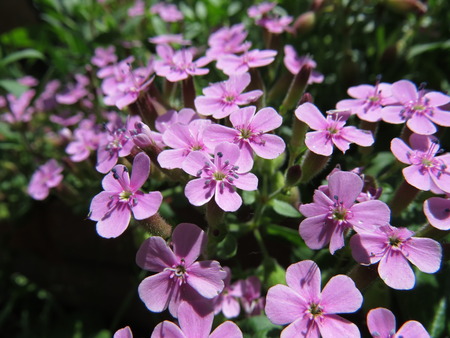 Wild flowers bloom on the forest meadow.の写真素材