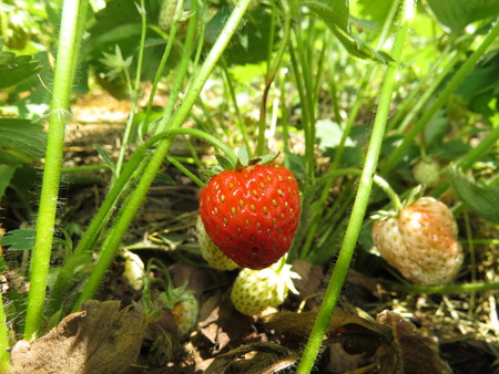 Some flowering shrubs with fruits strawberry.の写真素材
