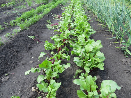 Big wide bed with beets on a small garden.の写真素材