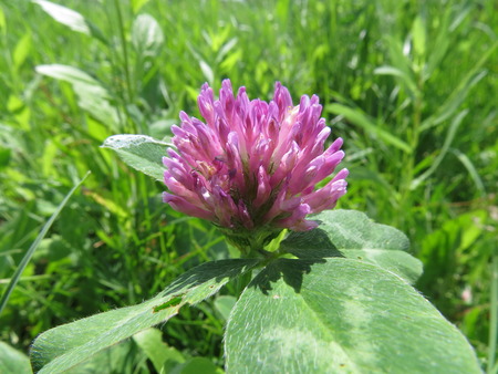 Green meadow of clover photographed closeup.の写真素材