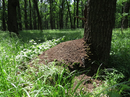 Ants in an anthill working in an oak forest.の写真素材