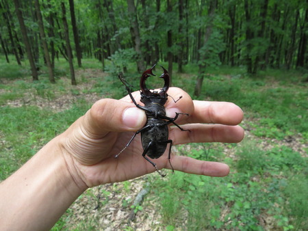A male stag beetle in the human hand.の写真素材