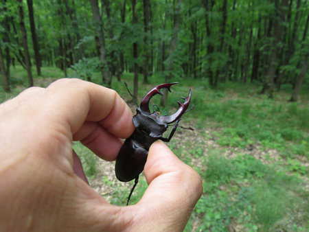 A male stag beetle in the human hand.