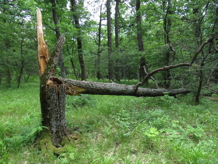 broken oak in the forest in summerの写真素材