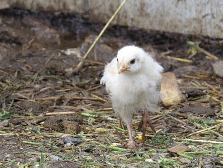 Small chicken goes and collects fodder and grain.の写真素材