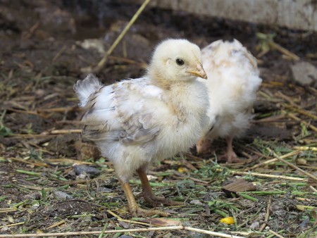Small chicken goes and collects fodder and grain.の写真素材
