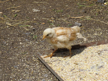 Small chicken goes and collects fodder and grain.の写真素材