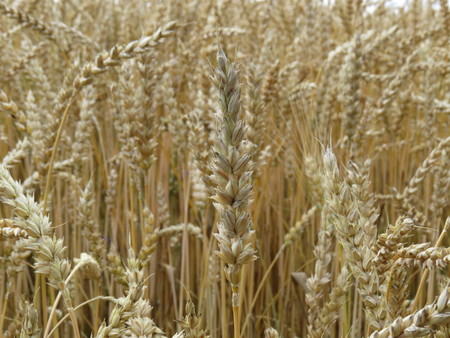 Golden ears of wheat on the field, ready for harvest.の写真素材