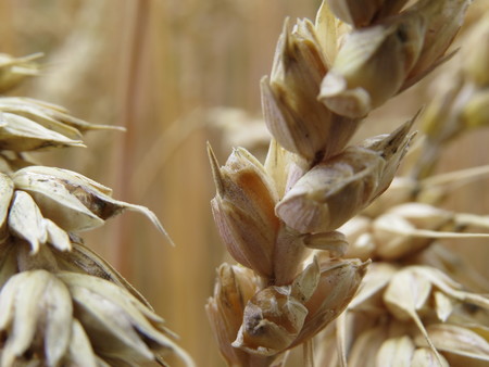 Golden ears of wheat on the field, ready for harvest.の写真素材