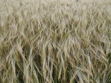 Golden ears of barley ready for harvest.の写真素材