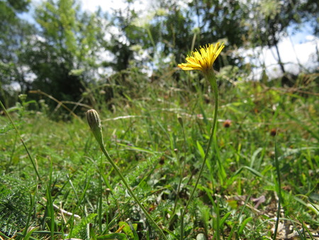 Small yellow dandelion flower in the grass.の写真素材