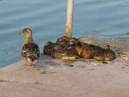 Group of adult ducks basking in the dock at the pond.の写真素材