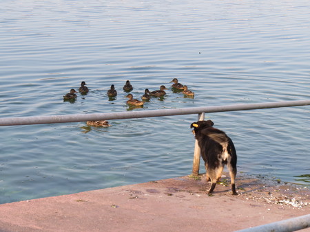 Normal dog is trying to catch a flock of ducks.の写真素材