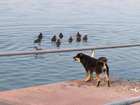 Normal dog is trying to catch a flock of ducks.の写真素材