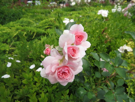A small pink rose bud in a city park.の写真素材