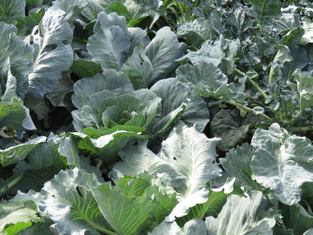 A small bed with cabbage maturing vegetables.の写真素材