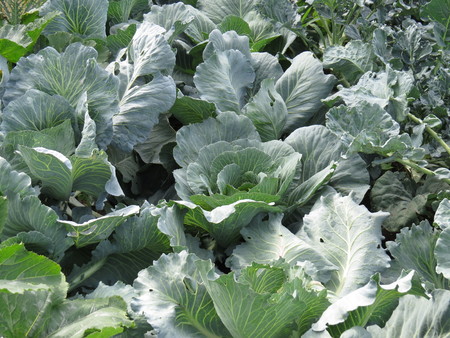 A small bed with cabbage maturing vegetables.の写真素材