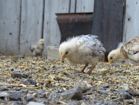Small chicken goes and collects fodder and grainの写真素材