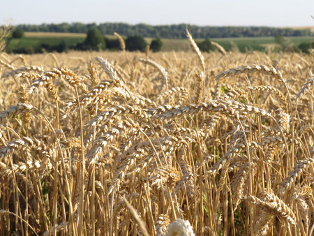 Golden ears of wheat on the field, ready for harvest