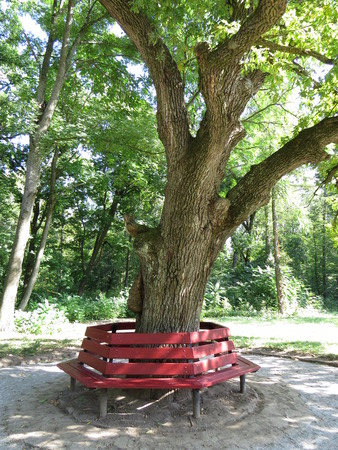 Wooden benches in the park around a large tree.の写真素材