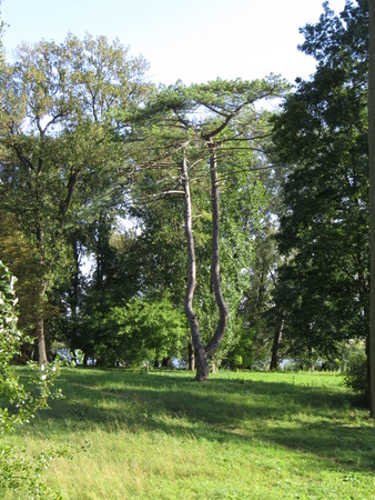 Several pine trees on the lawn in the Alexander Park.の写真素材