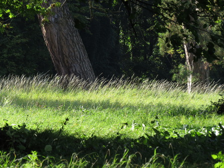 Grass on the lawn in a pine forest.の写真素材