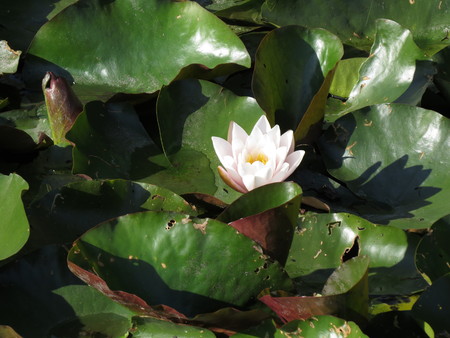 A white water lily surrounded by green leaves.の写真素材