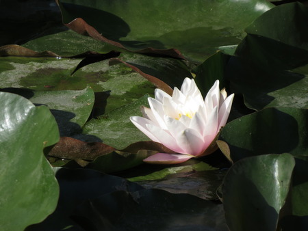 A white water lily surrounded by green leaves.の写真素材