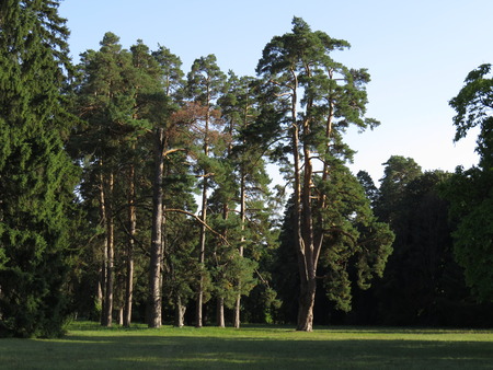 Several pine trees on the lawn in the Alexander Park.の写真素材