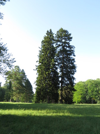 Several pine trees on the lawn in the Alexander Park.の写真素材