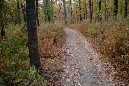 A small path in the autumn woods yellowed.の写真素材