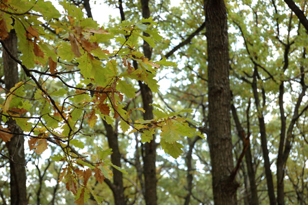 Yellowing leaves of the trees in autumn.の写真素材