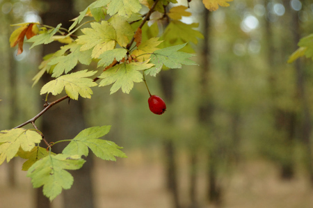 Several hawthorn fruit in the autumn in the woods.の写真素材