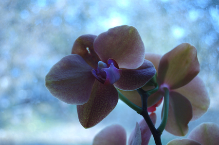 Several red color orchid flowers on the windowsill.の写真素材