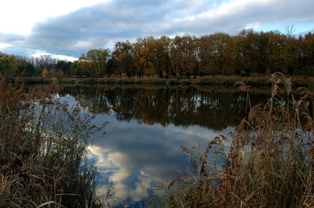 Reeds near river in the autumn.の写真素材