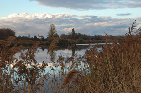 Reeds near river in the autumn.の写真素材