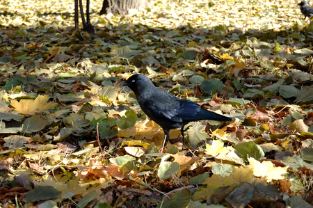 Small rook walks in park in autumn.の写真素材