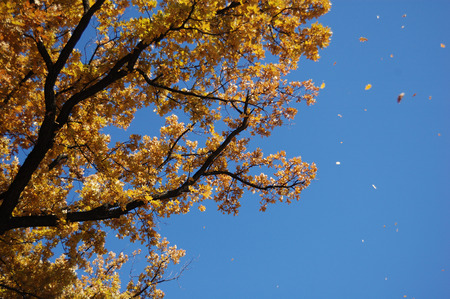 Yellowing leaves of the trees in autumn.の写真素材