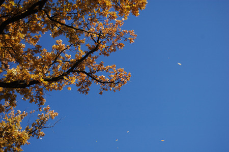 Yellowing leaves of the trees in autumn.の写真素材