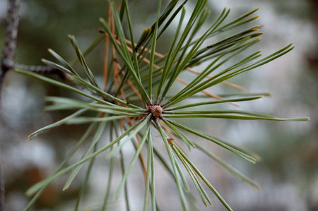 The top branches of a pine close up.